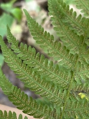 Amauropelta noveboracensis