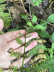 Amauropelta noveboracensis