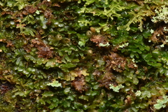 Riccardia