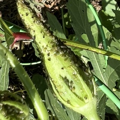 Aphis gossypii