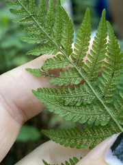 Amauropelta noveboracensis