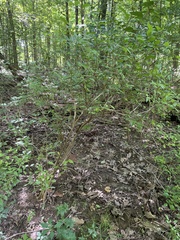 Vaccinium corymbosum