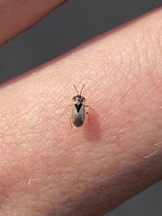 Lygaeoidea