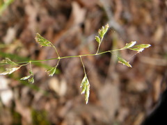 Poa sylvestris