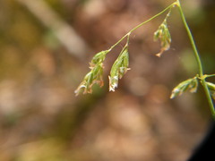 Poa sylvestris
