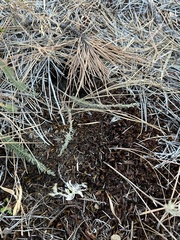 Syntrichia ruralis
