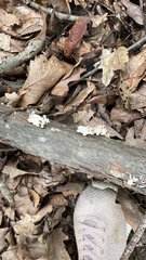 Ductifera pululahuana