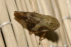 Aphrophora alni