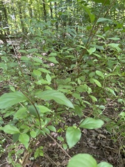 Vaccinium corymbosum