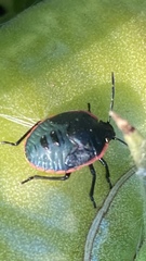 Chlorochroa