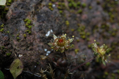 Monanthes brachycaulos image