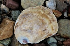 Crassostrea virginica