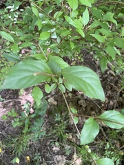 Vaccinium corymbosum