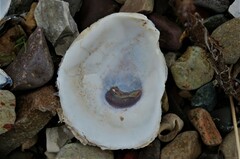 Crassostrea virginica