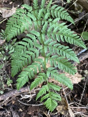 Polypodiopsida
