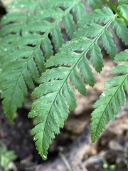 Polypodiopsida