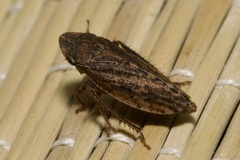 Aphrodes