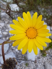 Ursinia