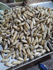 Sinonovacula constricta