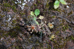 Monanthes brachycaulos image