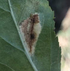 Phyllonorycter blancardella group