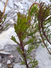 Ursinia