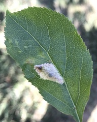 Phyllonorycter blancardella group