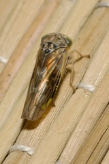 Idiocerus stigmaticalis