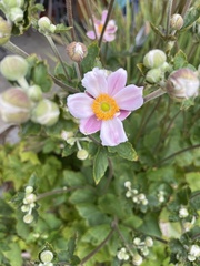 Eriocapitella hupehensis