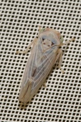 Populicerus albicans