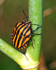 Graphosoma italicum italicum