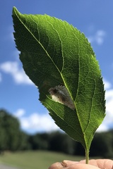 Phyllonorycter blancardella group