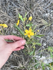 Senna roemeriana