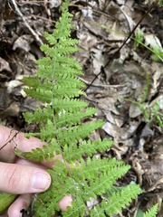 Dennstaedtia punctilobula