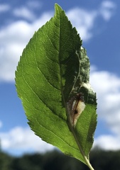 Phyllonorycter blancardella group