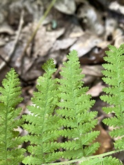 Dennstaedtia punctilobula