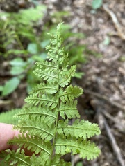 Dennstaedtia punctilobula