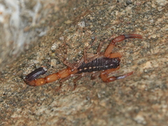 Centruroides