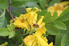 Vespula squamosa