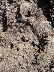 Acanthomyops