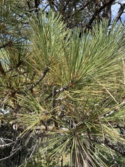 Pinus ponderosa