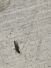 Chortophaga australior