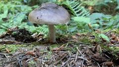 Pluteus exilis