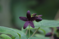 Apocynaceae