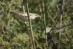 Acrocephalus arundinaceus