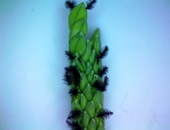 Paspalum denticulatum