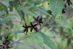 Apocynaceae