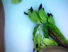 Paspalum denticulatum
