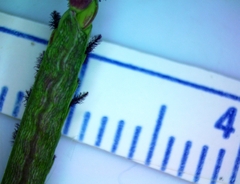 Paspalum denticulatum