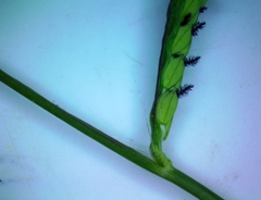 Paspalum denticulatum